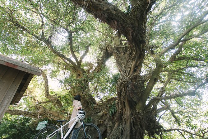 One Day E Bike Round Tour in Sakurajima - Getting to Sakurajima