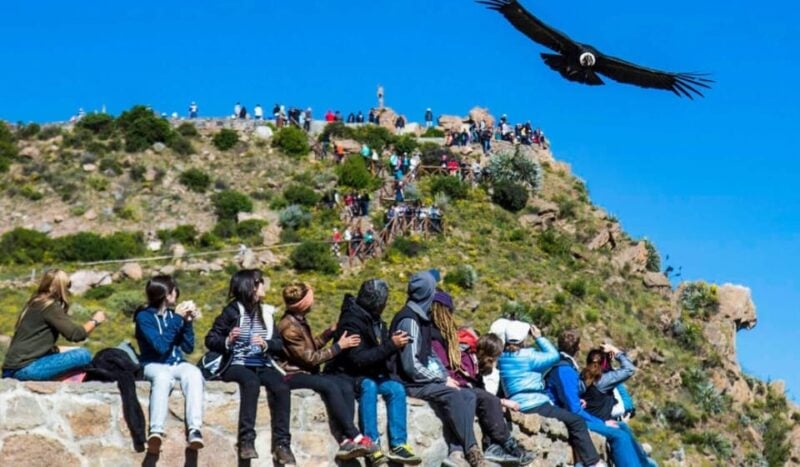 One Day Excursion to Colca Canyon + Transfer to Puno - Recap