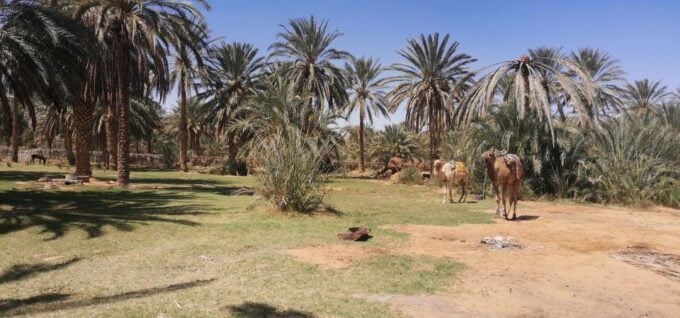 One-Day Excursion to Ksar Ghilane in a 4x4 - What to Bring Along
