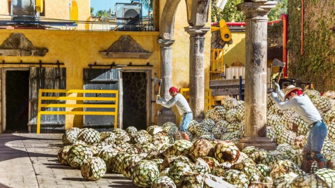 One Day Experience Tequila Distillery and a Local Brewery - Brewery Tour