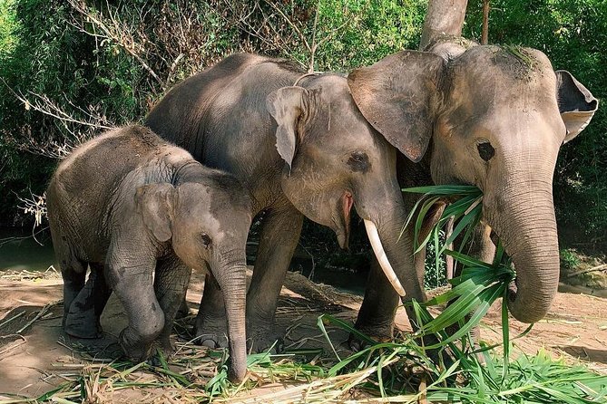 One Day Hiking and Elephant Experience by Chiang Mai Elephant Home - Inclusions and Requirements