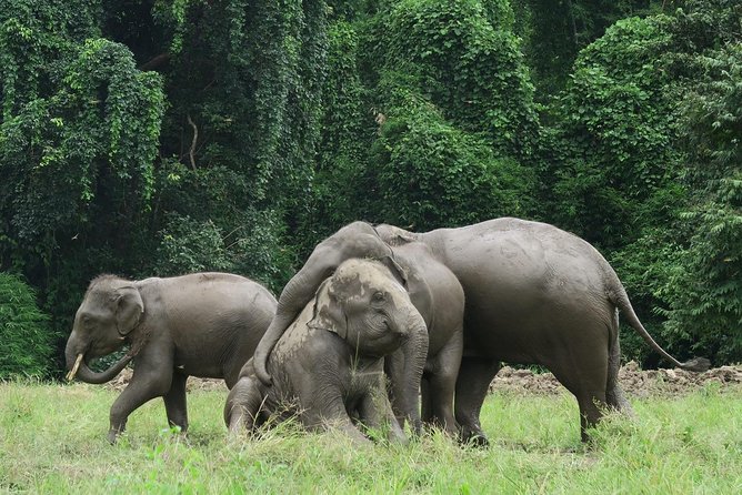 One Day Hiking and Elephant Experience by Chiang Mai Elephant Home - Sustainable and Ethical Practices