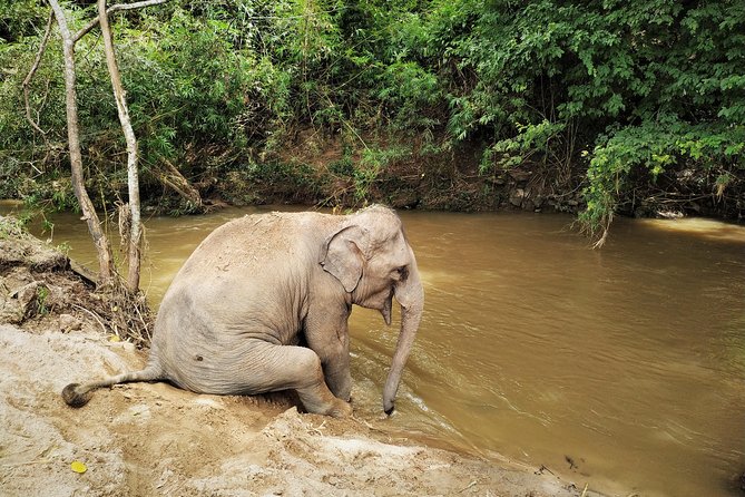 One Day Hiking and Elephant Experience by Chiang Mai Elephant Home - Exploring the Chiang Mai Countryside