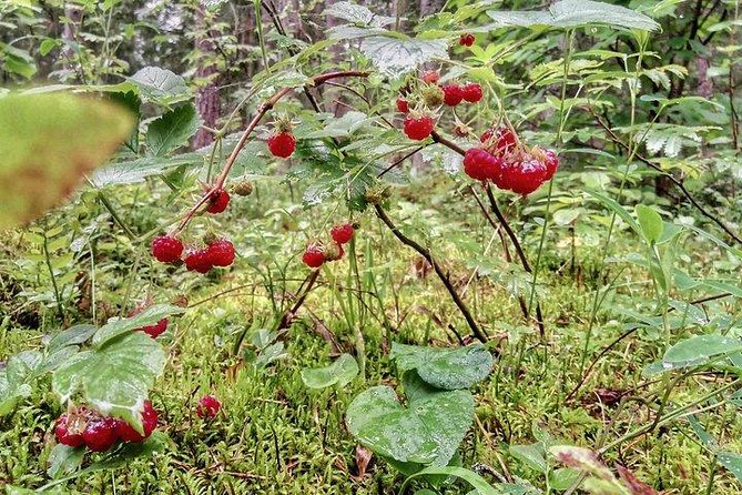 One-Day Hiking Tour in Aukštaitija National Park, Lithuania - Reviews and Ratings
