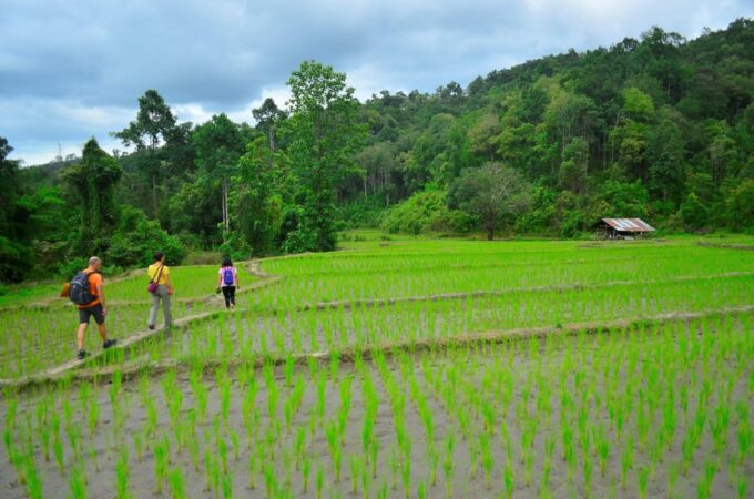 One Day Hiking Tour in Chaing Mai - Tour Itinerary