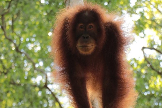 ONE DAY JUNGLE TREKKING 6-7 Hours (See Orang Utan) + RAFTING in BUKIT LAWANG - Inclusions
