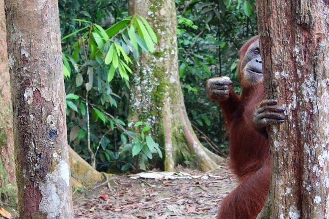 ONE DAY JUNGLE TREKKING 6-7 Hours (See Orang Utan) + RAFTING in BUKIT LAWANG - Booking and Cancellation Policies