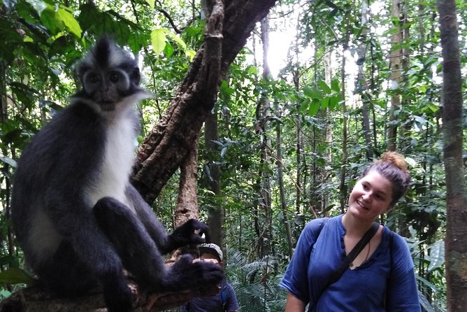 ONE DAY JUNGLE TREKKING 6-7 Hours (See Orang Utan) + RAFTING in BUKIT LAWANG - Trekking and Wildlife Spotting