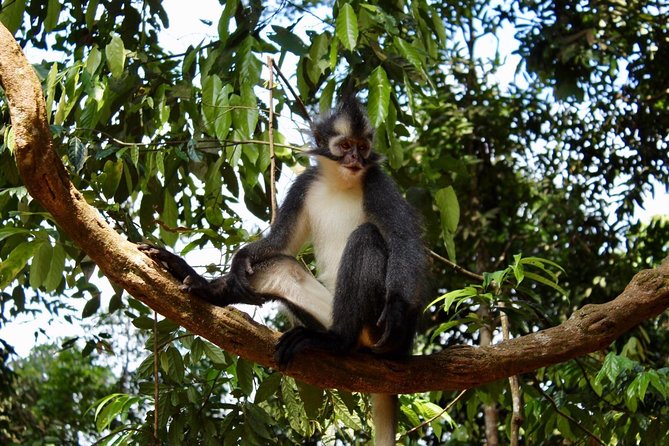 ONE DAY JUNGLE TREKKING 6-7 Hours (See Orang Utan) + RAFTING in BUKIT LAWANG - Rafting Experience