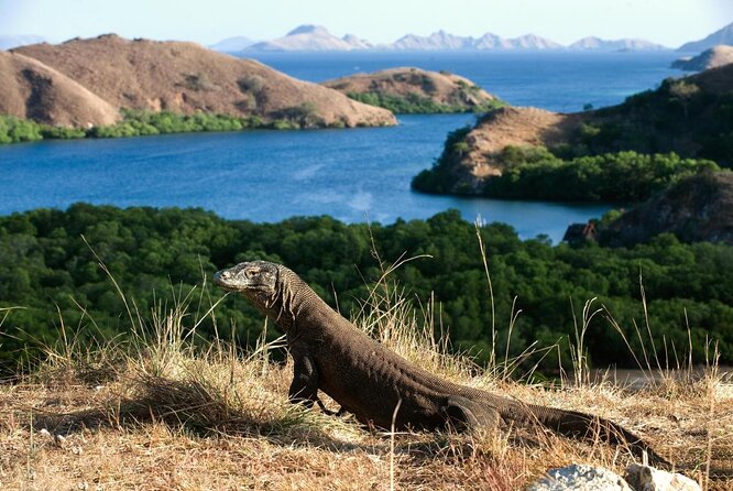 One Day Komodo Trip With Speed Boat - Key Points