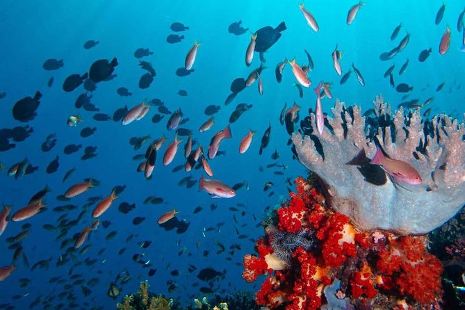 One Day Komodo Trip With Speed Boat - Pickup and Group Size