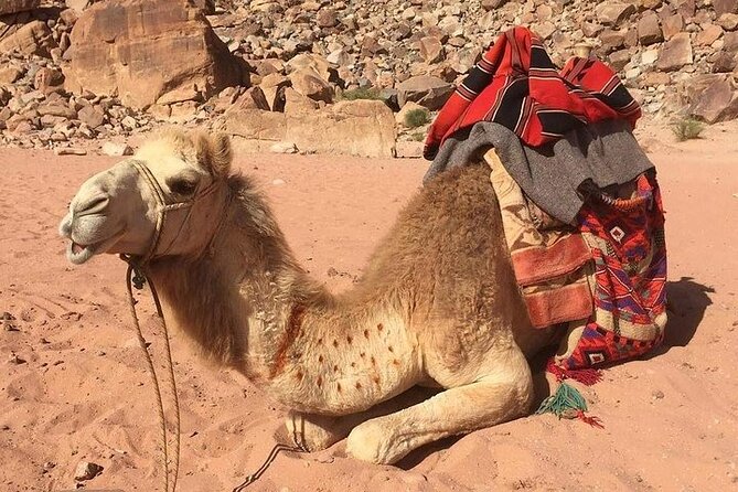 One Day Petra & Wadi Rum From Aqaba - Pickup and Drop-off