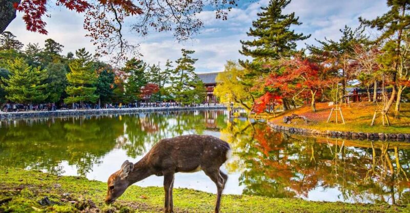 One Day Private Customized Self-Guided Tour in Nara - Customizing Your Itinerary