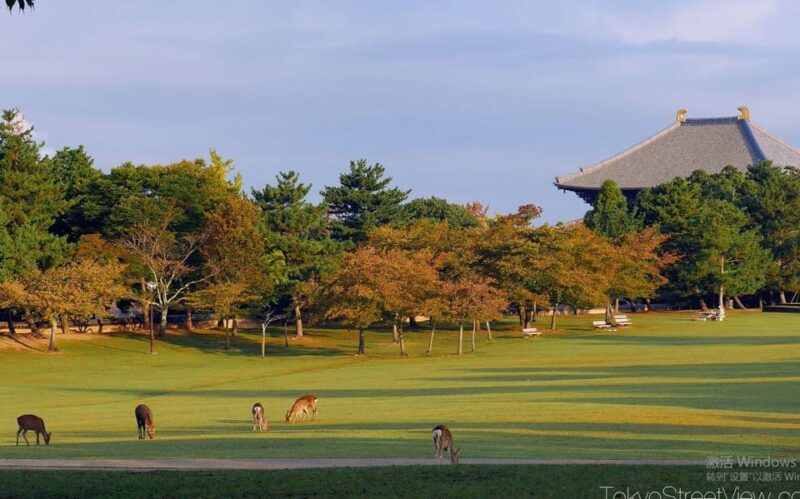 One Day Private Customized Self-Guided Tour in Nara - Exploring Naras Attractions