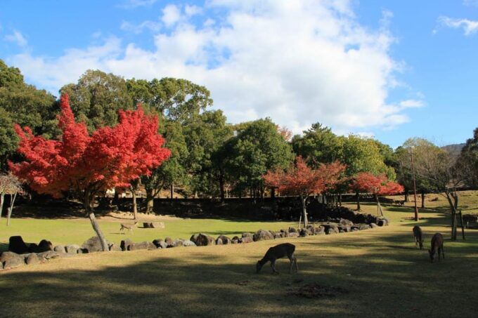 One Day Private Customized Self-Guided Tour in Nara - Additional Fees and Information