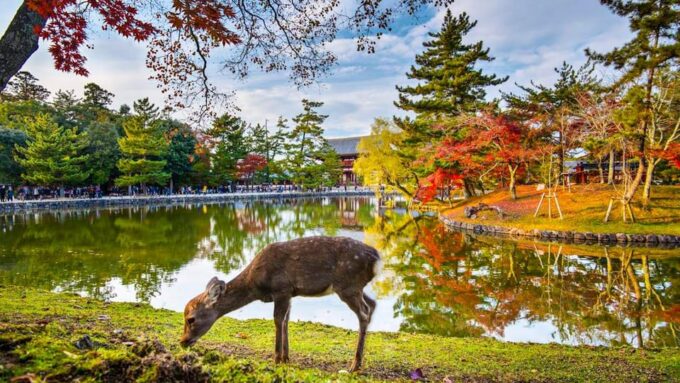 One Day Private Customized Self-Guided Tour in Nara - Vehicle Capacity and Itinerary Flexibility
