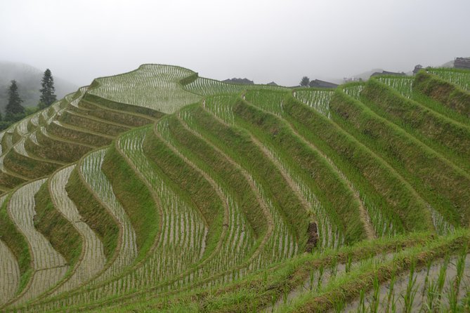 One Day Private Longji Rice Terraces With Minority Village Tour - Itinerary Highlights