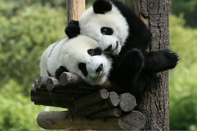 One-Day Private Panda Tour Of Chengdu - Exploring Jinli Street