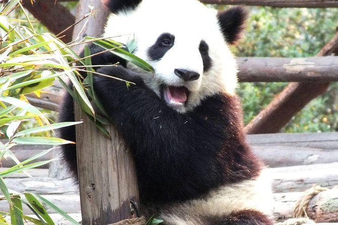 One-Day Private Panda Tour Of Chengdu - Private Tour Details