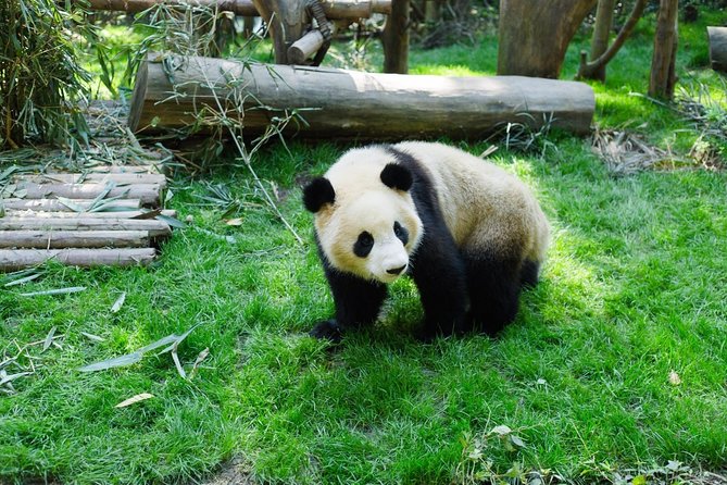 One-Day Private Panda Tour Of Chengdu - Booking Information
