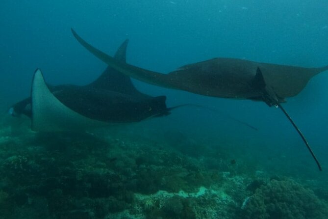 One Day Private Speedboat Tour to Komodo National Park - Cancellation Policy