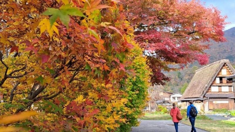 One-Day Private Trip to Shirakawa-go and Takayama - Customer Reviews and Feedback