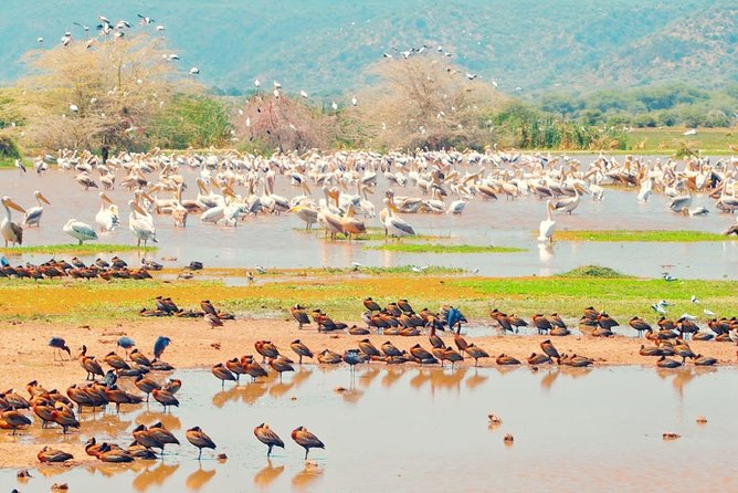One Day Safari to Lake Manyara - Meeting and Pickup