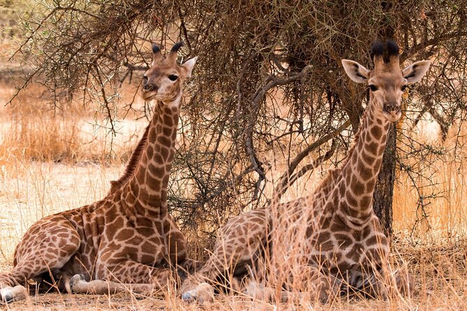 One-Day Safari Tour From Zanzibar With Lunch and Pick up - Inclusions and Amenities