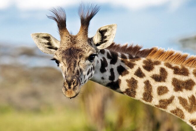 One-Day Safari Tour From Zanzibar With Lunch and Pick up - Traveler Reviews and Feedback