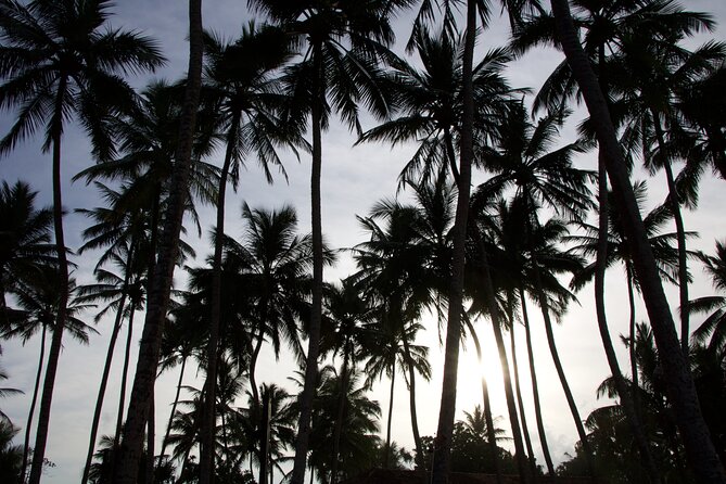 One Day Shore Excursion to Down South Sri Lanka - Logistical Considerations