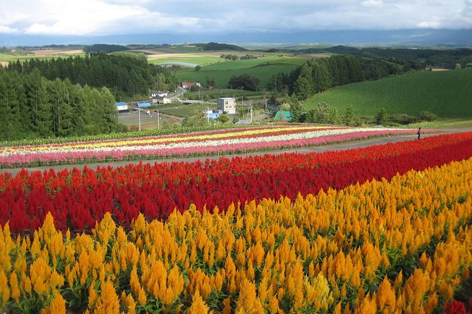 One-Day Sightseeing by Private Car in Biei/Furano! - Key Points