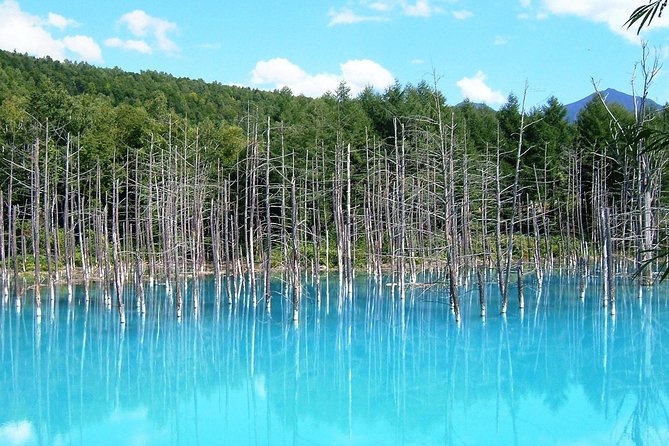 One-Day Sightseeing by Private Car in Biei/Furano! - Tour Start Time and Confirmation