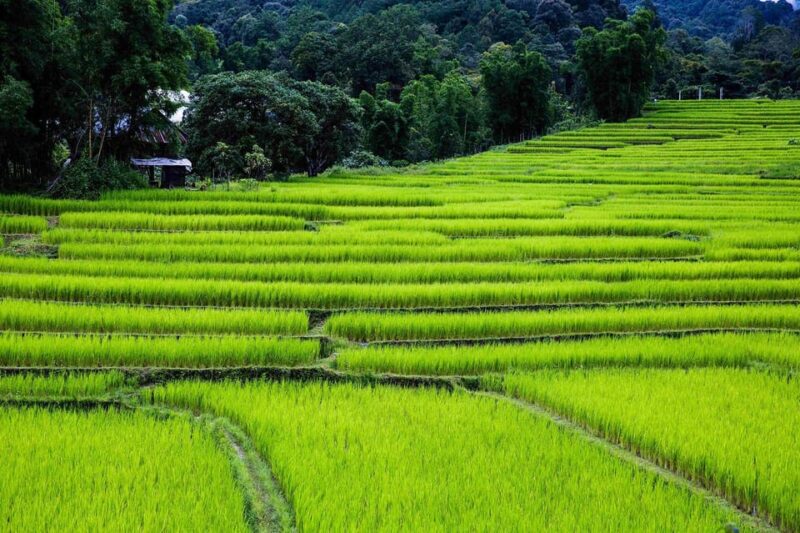 One Day Tour Doi Inthanon National Park With Guide,Lunch,Fee - Important Information