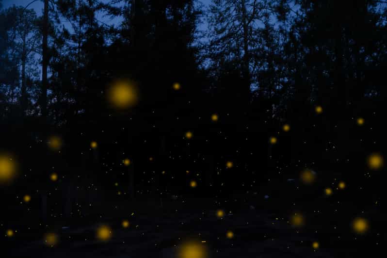 One Day Tour From Mexico City to Firefly Sanctuary - Key Points
