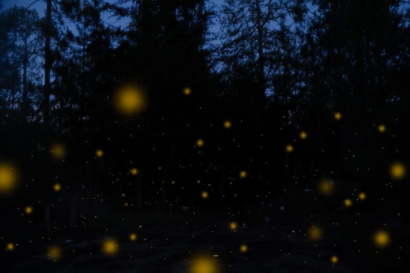One Day Tour From Mexico City to Firefly Sanctuary - Visitor Guidelines