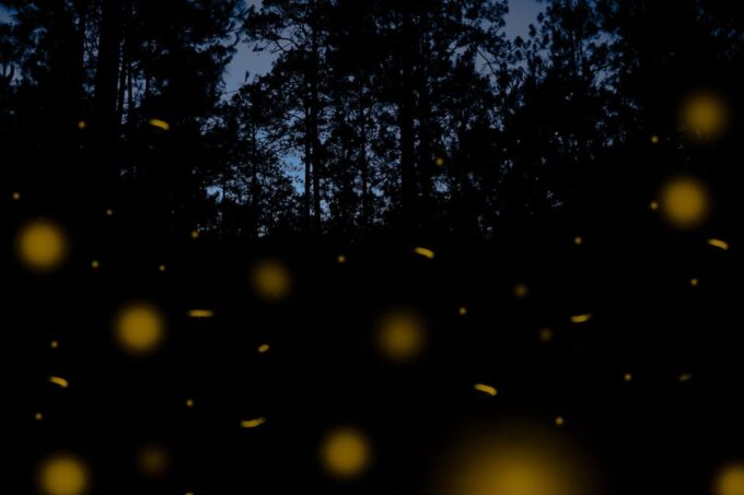 One Day Tour From Mexico City to Firefly Sanctuary - Booking and Cancellation Policy