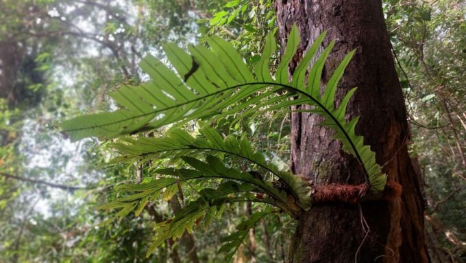 One-Day Tour in Kampot-Kep Including Bokor Nationalpark - Important Information