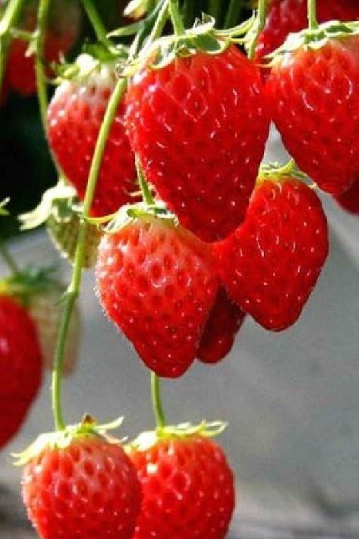 One Day Tour in Mount Fuji and Oishi Park With Fruit Picking - Highlights