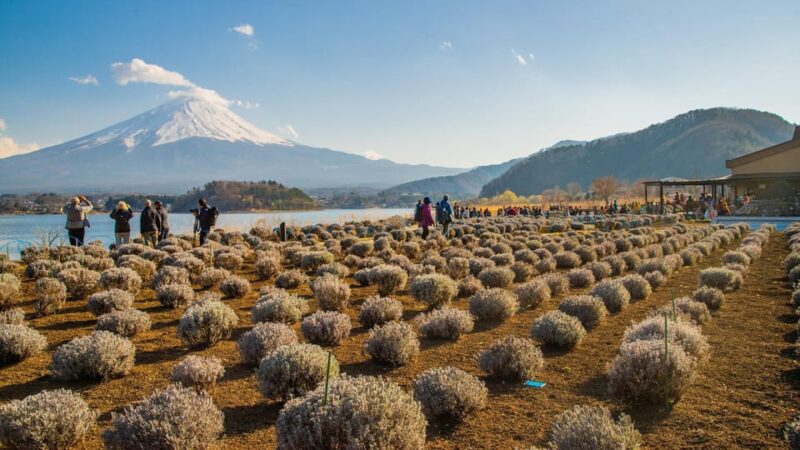 One Day Tour in Mount Fuji and Oishi Park With Fruit Picking - Explore Oishi Park