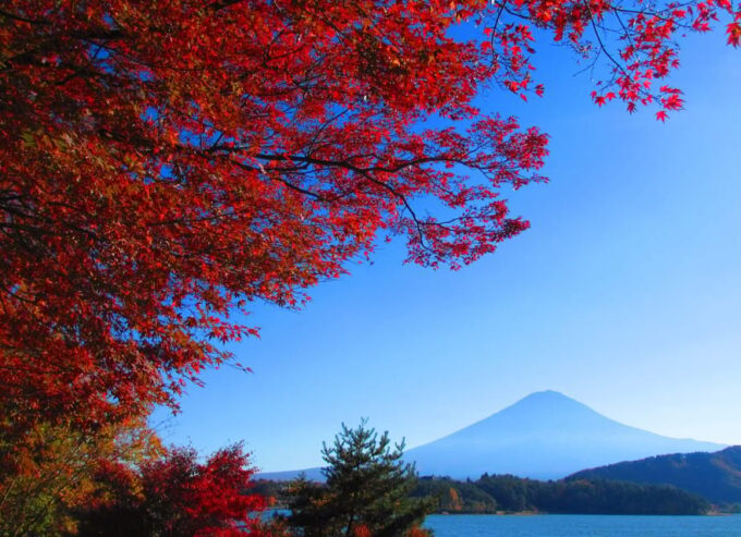 One Day Tour in Mount Fuji and Oishi Park With Fruit Picking - Break Time and Lunch