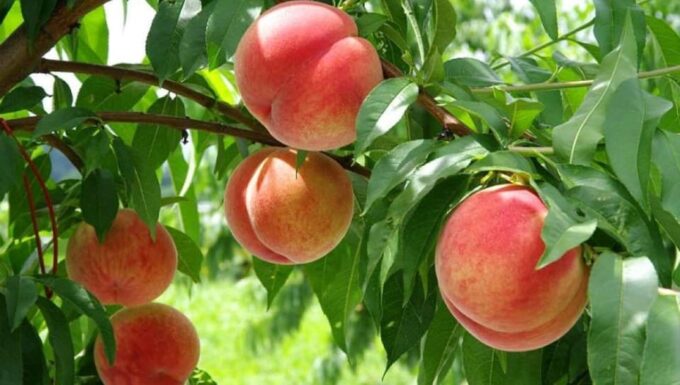 One Day Tour in Mount Fuji and Oishi Park With Fruit Picking - Ride the Mt. Kachi Kachi Ropeway