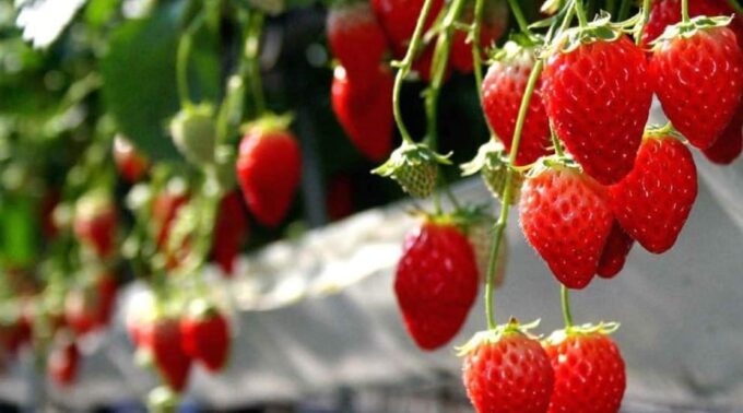 One Day Tour in Mount Fuji and Oishi Park With Fruit Picking - Booking Details