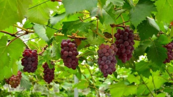 One Day Tour in Mount Fuji and Oishi Park With Fruit Picking - Frequently Asked Questions