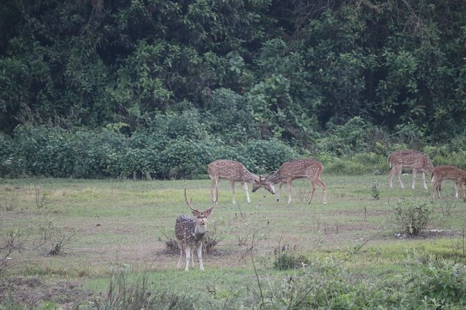 One Day Tour Inside Chitwan National Park - Meeting and Pickup Information