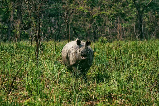 One Day Tour Inside Chitwan National Park - Health and Safety Guidelines