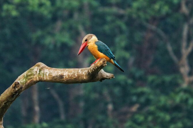 One Day Tour Inside Chitwan National Park - Reviews and Feedback
