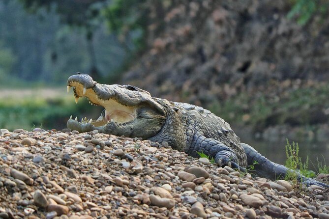 One Day Tour Inside Chitwan National Park - Itinerary and Activities
