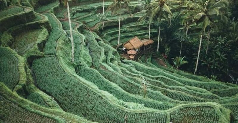 One Day Tour of Ubud Area Includes Entrance Ticket Waterfall - Insurance and Refund Policy