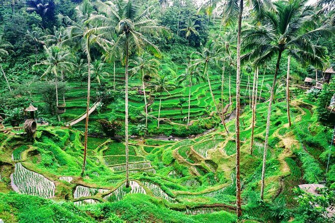 One Day Tour Tegalalang Rice Terrace And Gunung Kawi Temple - Who Will Appreciate This Tour?