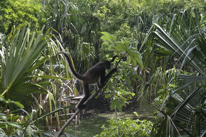 One Day Tour to Chacchoben Mayan City and Bacalar Lagoon With a Certified Guide - Chacchoben Mayan City Exploration